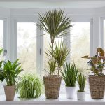 گیاهان آپارتمانی مقاوم به سرما